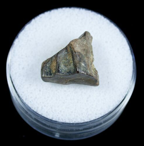 Partial Triceratops Shed Tooth From Montana #3896